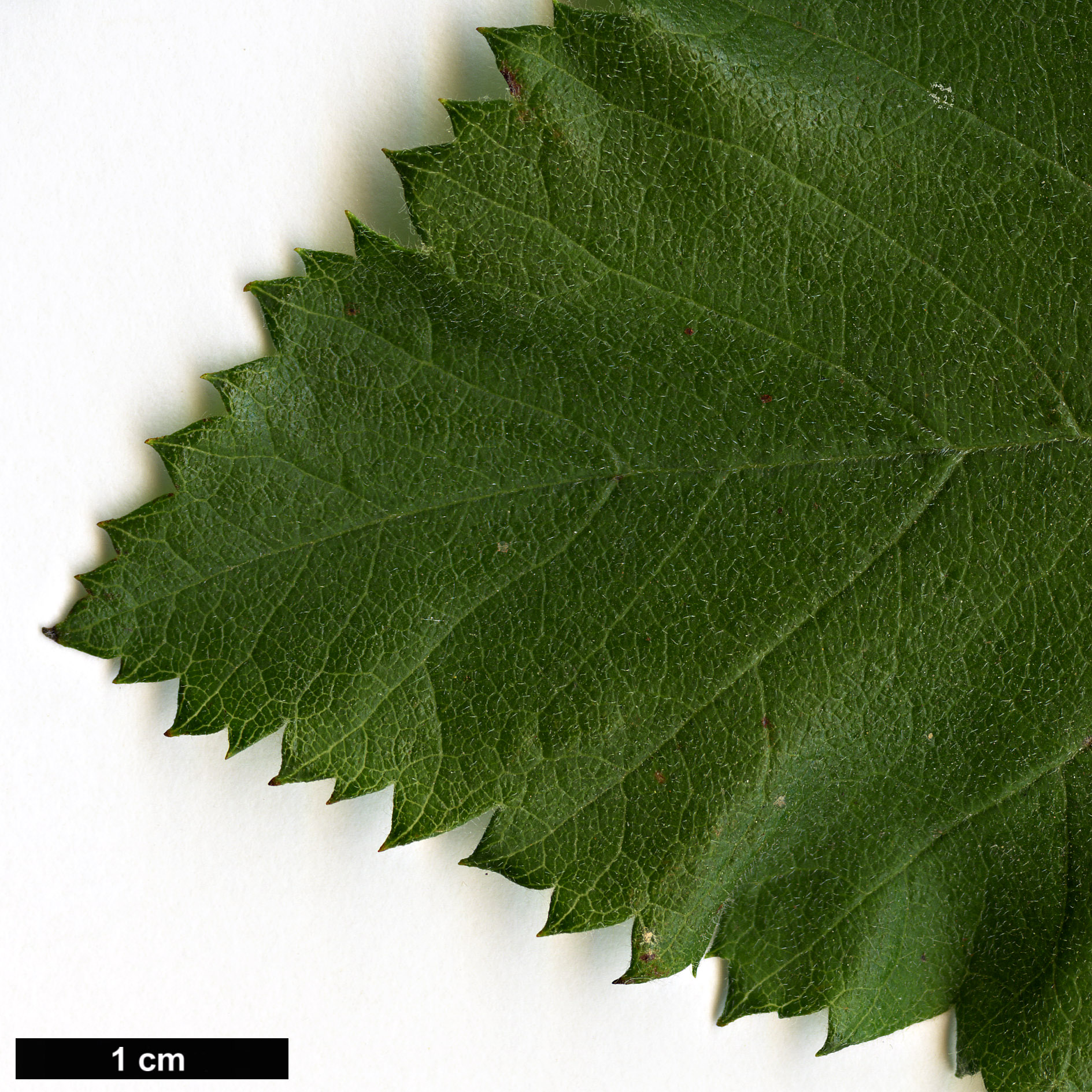 High resolution image: Family: Rosaceae - Genus: Crataegus - Taxon: mollis - SpeciesSub: var. dumetosa